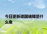 今日更新德国镜鲤是什么鱼