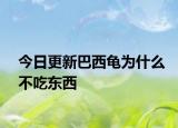 今日更新巴西龟为什么不吃东西