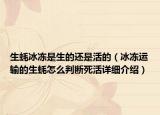生蚝冰冻是生的还是活的（冰冻运输的生蚝怎么判断死活详细介绍）