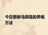 今日更新马蹄莲的养殖方法