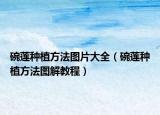 碗莲种植方法图片大全（碗莲种植方法图解教程）