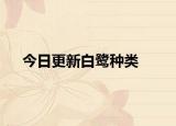 今日更新白鹭种类