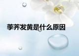 荸荠发黄是什么原因