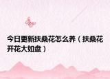 今日更新扶桑花怎么养（扶桑花开花大如盘）