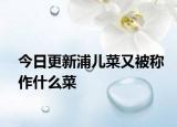 今日更新浦儿菜又被称作什么菜