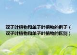 双子叶植物和单子叶植物的例子（双子叶植物和单子叶植物的区别）