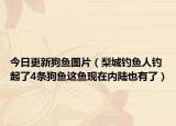 今日更新狗鱼图片（梨城钓鱼人钓起了4条狗鱼这鱼现在内陆也有了）