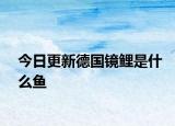 今日更新德国镜鲤是什么鱼