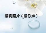 撸狗照片（撸你妹）