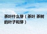 茶叶什么芽（茶叶 茶树的叶子和芽）
