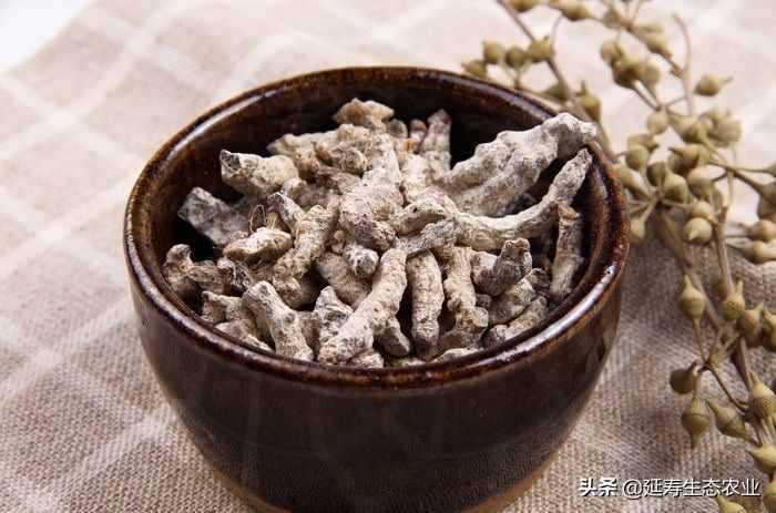 西施的美肤产品为什么要加白僵蚕？