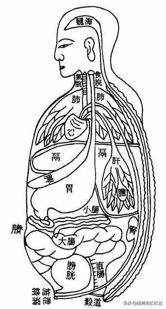 西施的美肤产品为什么要加白僵蚕？
