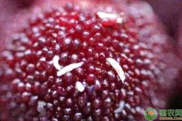 杨梅有虫子怎么办？三个方法让你快速泡出杨梅虫