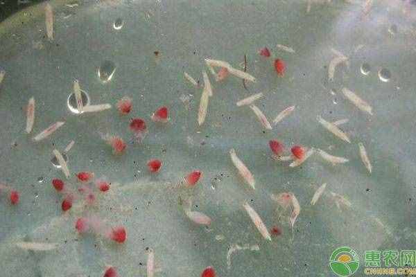 杨梅有虫子怎么办？三个方法让你快速泡出杨梅虫