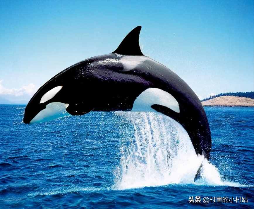 鲸鱼和鲨鱼的区别