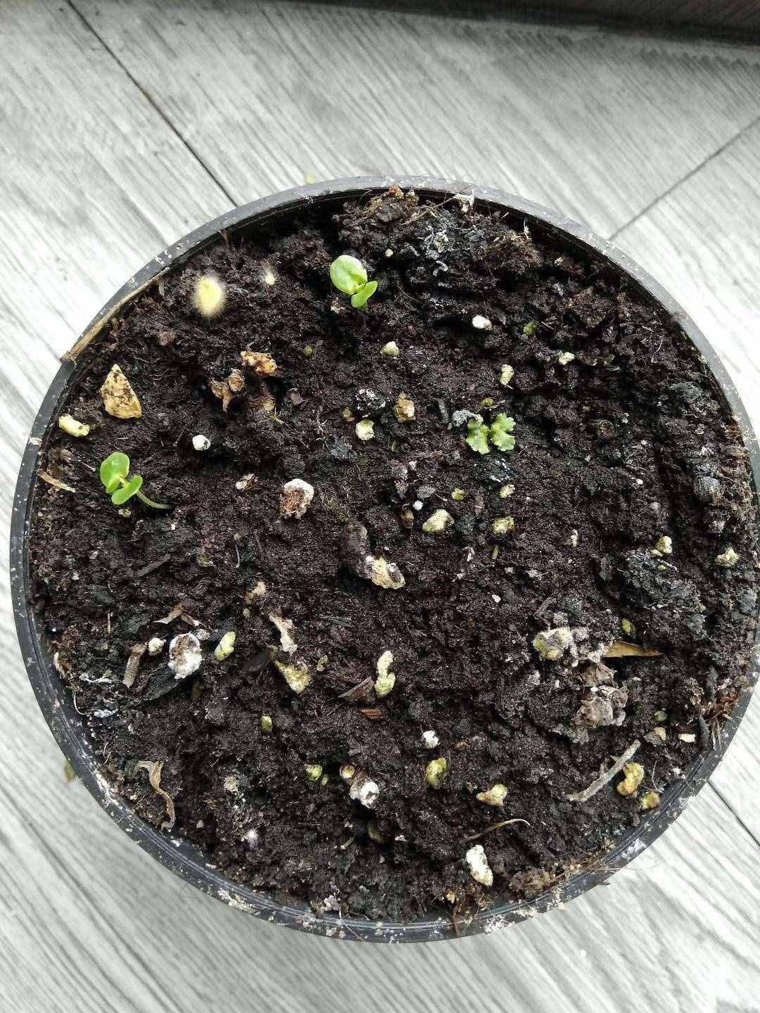怎样养含羞草，简单4个“小细节”，长得很茂盛，一年四季绿油油
