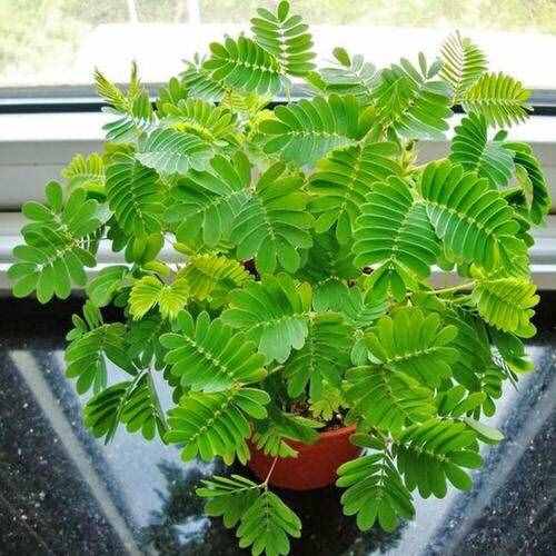 怎样养含羞草，简单4个“小细节”，长得很茂盛，一年四季绿油油