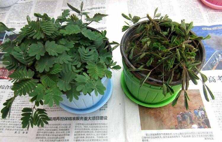 怎样养含羞草，简单4个“小细节”，长得很茂盛，一年四季绿油油