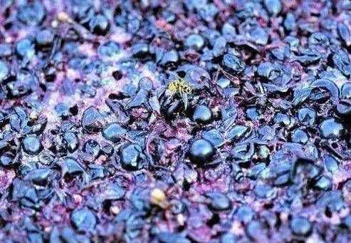葡萄酒入门：这样选红酒，至少节省80%的买酒钱！