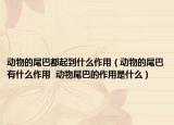 动物的尾巴都起到什么作用（动物的尾巴有什么作用  动物尾巴的作用是什么）
