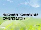 辨别公母猪肉（公母猪肉识别法公母猪肉怎么识别）