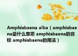 Amphisbaena alba（amphisbaena是什么意思 amphisbaena的音标 amphisbaena的用法）