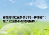 香榧树和红豆杉属于同一种植物?（榧子 红豆杉科榧树属植物）