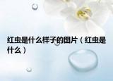 红虫是什么样子的图片（红虫是什么）
