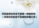 米里面有白色虫子像蛆一样能吃吗（米里白色的虫子是蛆吗详细介绍）