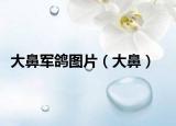 大鼻军鸽图片（大鼻）