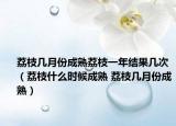 荔枝几月份成熟荔枝一年结果几次（荔枝什么时候成熟 荔枝几月份成熟）