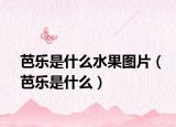 芭乐是什么水果图片（芭乐是什么）