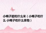 小鸭子能吃什么米（小鸭子吃什么 小鸭子吃什么食物）