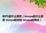 BIPS是什么意思（biceps是什么意思 biceps的音标 biceps的用法）