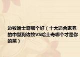 边牧哈士奇哪个好（十大适合家养的中型狗边牧VS哈士奇哪个才是你的菜）