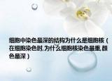 细胞中染色最深的结构为什么是细胞核（在细胞染色时,为什么细胞核染色最重,颜色最深）
