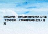 北京动物园一大熊猫翻墙越狱是怎么回事 北京动物园一大熊猫翻墙越狱是什么情况