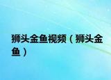 狮头金鱼视频（狮头金鱼）