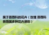 属于蔷薇科的花卉（玫瑰 蔷薇科蔷薇属多种花卉通称）