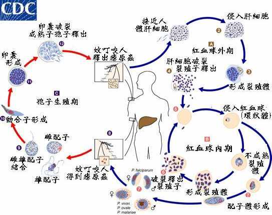 什么是疟原虫