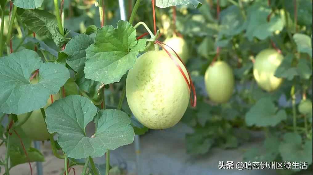 这样种哈密瓜，一亩地多赚十倍