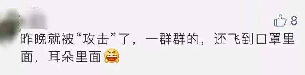 “拆家”警告！最近漫天飞舞的“大水蚁”，入屋后爱啃家具