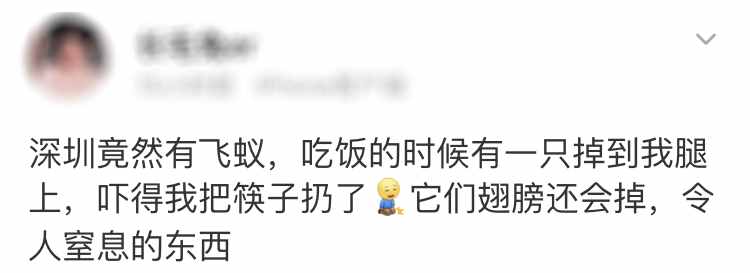 “拆家”警告！最近漫天飞舞的“大水蚁”，入屋后爱啃家具
