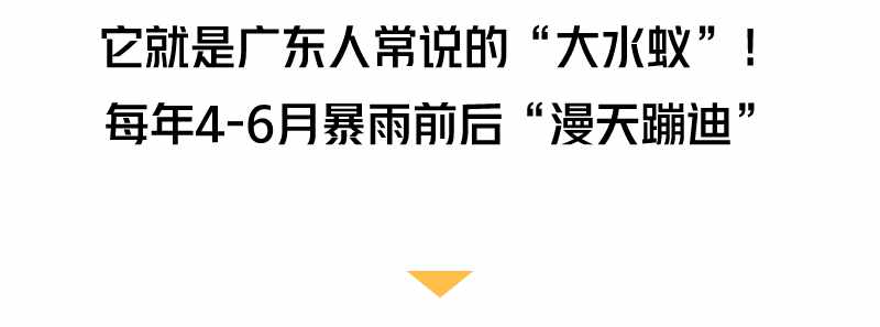 “拆家”警告！最近漫天飞舞的“大水蚁”，入屋后爱啃家具