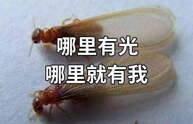 “拆家”警告！最近漫天飞舞的“大水蚁”，入屋后爱啃家具