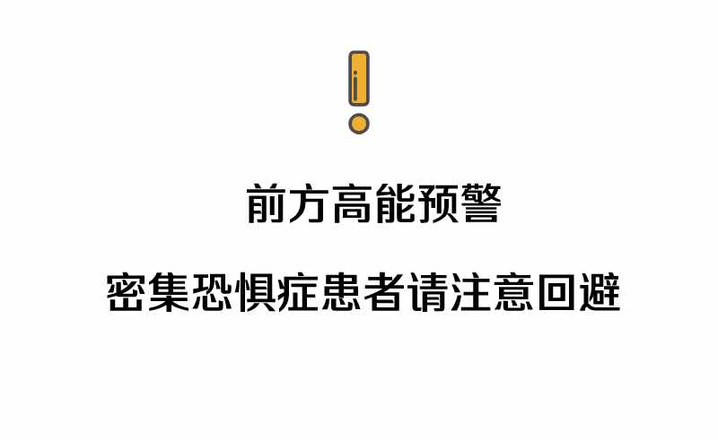 “拆家”警告！最近漫天飞舞的“大水蚁”，入屋后爱啃家具