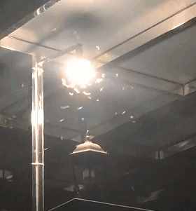 “拆家”警告！最近漫天飞舞的“大水蚁”，入屋后爱啃家具