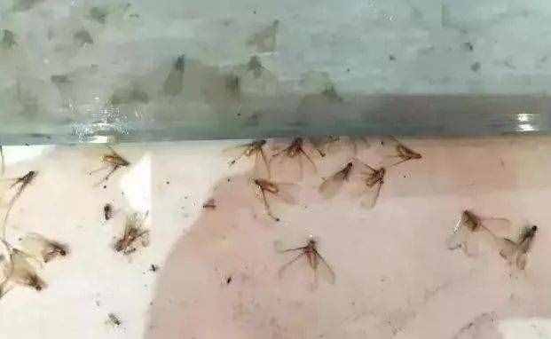 “拆家”警告！最近漫天飞舞的“大水蚁”，入屋后爱啃家具