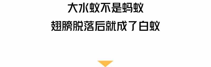 “拆家”警告！最近漫天飞舞的“大水蚁”，入屋后爱啃家具