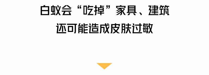 “拆家”警告！最近漫天飞舞的“大水蚁”，入屋后爱啃家具